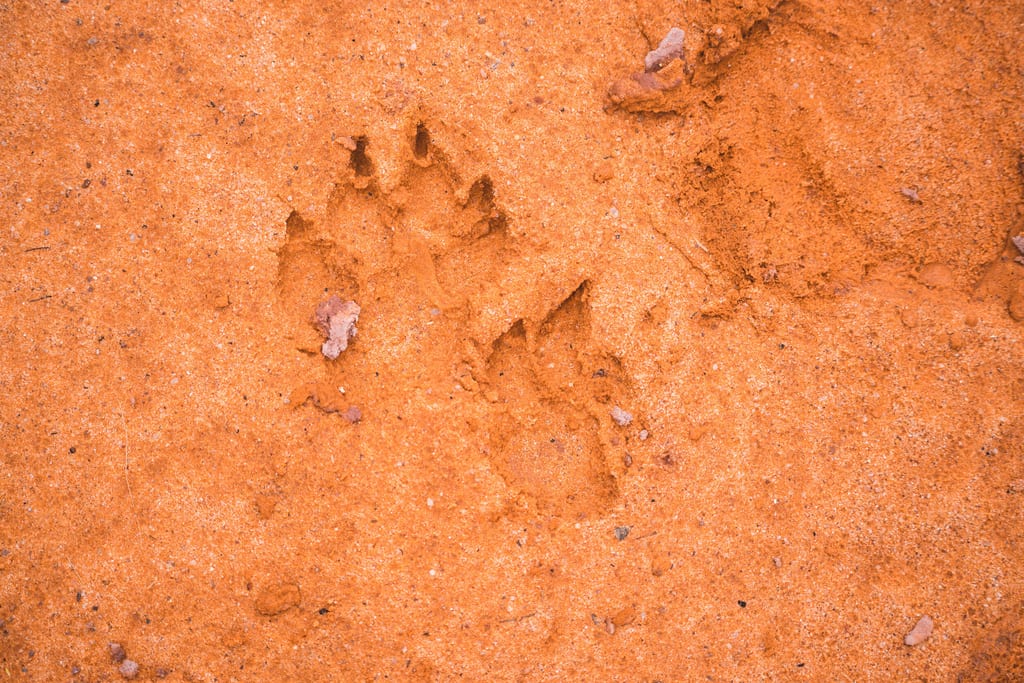 Tatzenabdruck im Sand am Waterberg
