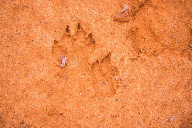 Tatzenabdruck im Sand am Waterberg