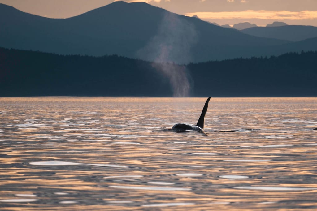 Orca stößt Blas im Sonnenuntergang aus