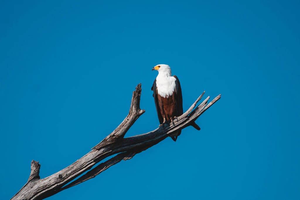 Ein Greifvogel sitzt auf einem trockenen Ast vor klarem blauem Himmel.