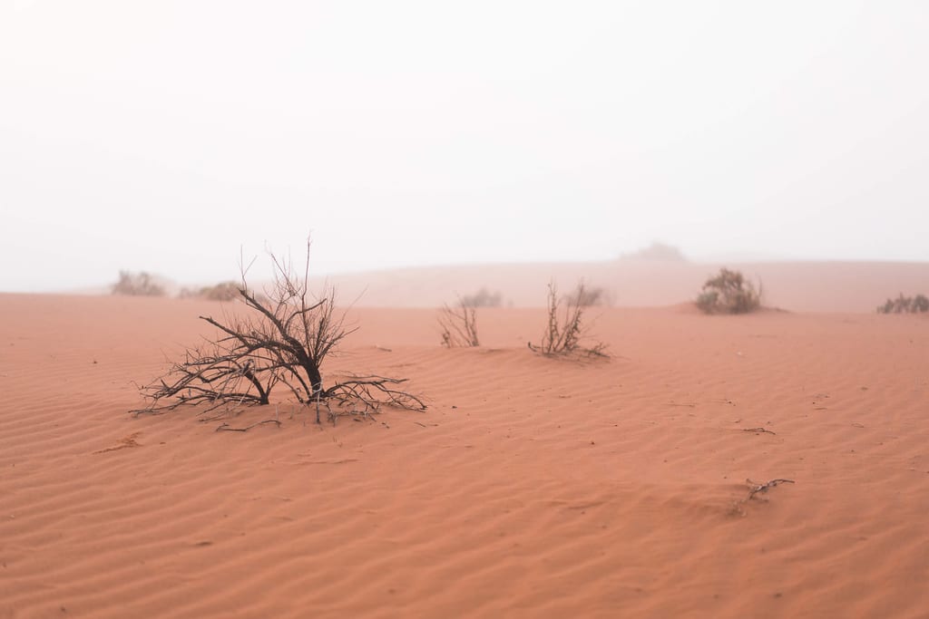 Namib Wüste im morgendlichen Nebel