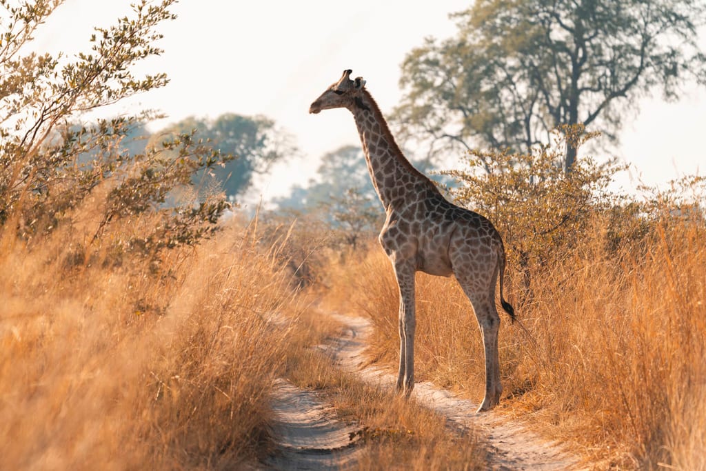 Giraffe auf Sandweg im goldenen Gras des Mudumu Nationalparks, Namibia