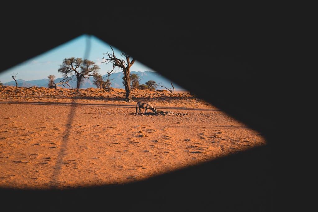 Aus dem Fenster im Dachzelt sehen wir eine Oryx-Antilope am Wasserloch