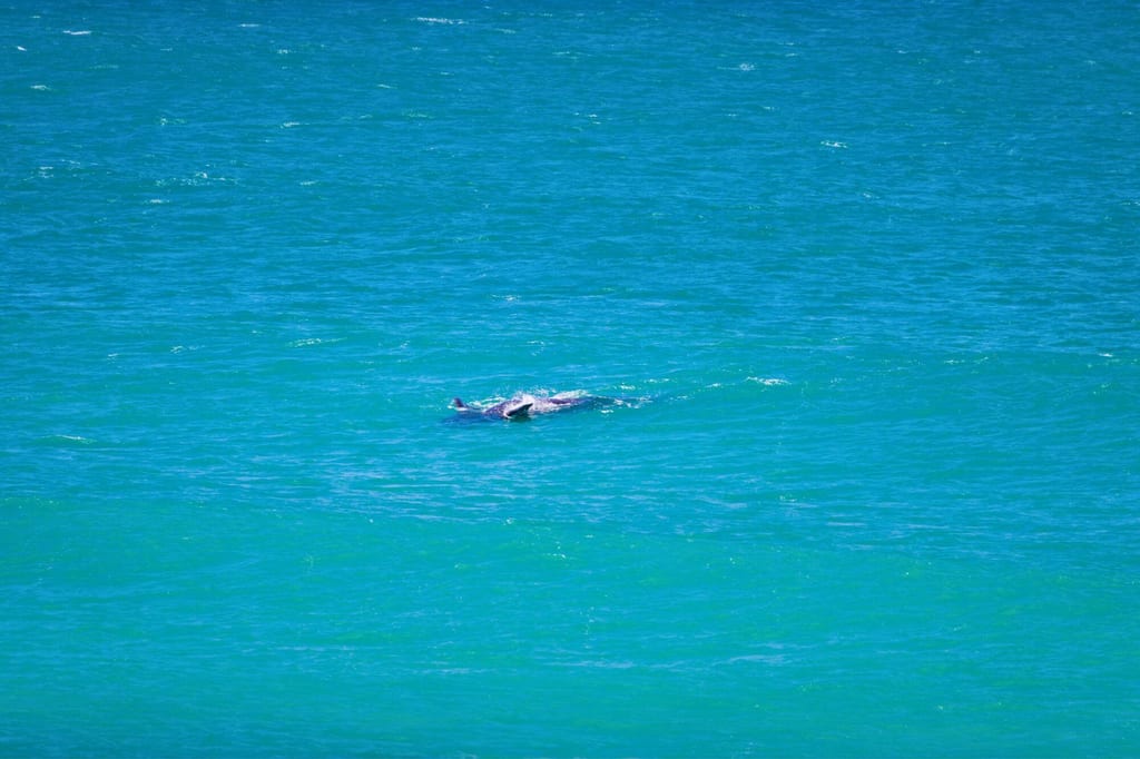 Fernaufnahme von zwei Meeressäugern, die im türkisblauen Meer an der Oberfläche schwimmen.