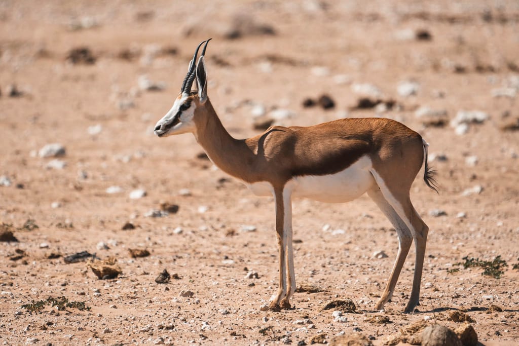 Einzelne Antilope seitlich auf trockenem, steinigen Boden bei hellem Tageslicht.