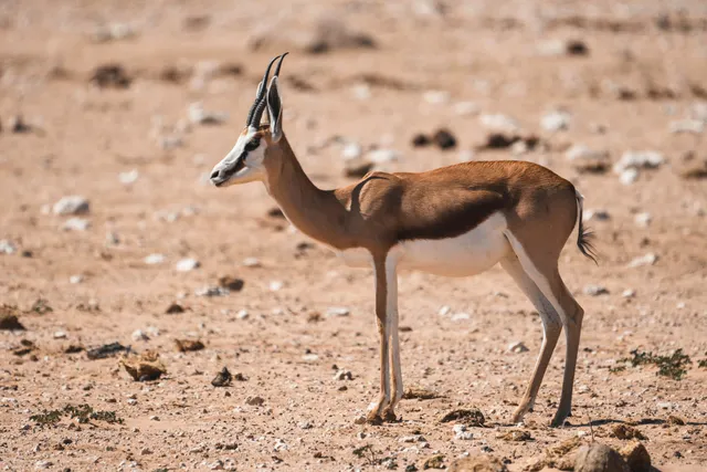 Einzelne Antilope seitlich auf trockenem, steinigen Boden bei hellem Tageslicht.