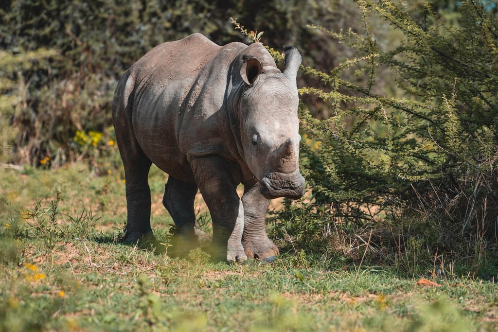 Junges Nashorn läuft über grasige Fläche vor dichten Büschen im Tageslicht