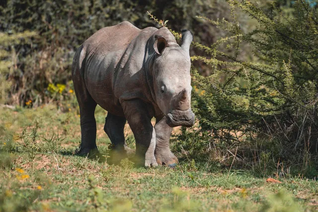 Junges Nashorn läuft über grasige Fläche vor dichten Büschen im Tageslicht