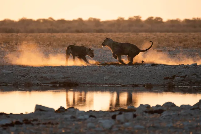 Zwei Großkatzen laufen am Ufer einer Wasserstelle in goldenem Abendlicht, Staub steigt auf.