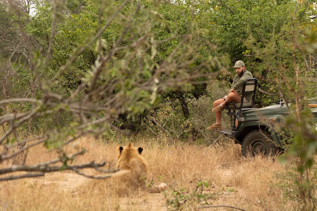 Große Raubkatze im Gras, rechts eine Person auf einem Safari-Fahrzeug, buschige Landschaft im Tageslicht.