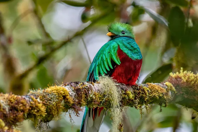 Bunter Vogel mit grünem und rotem Gefieder auf moosigem Ast im Wald, Nahaufnahme.