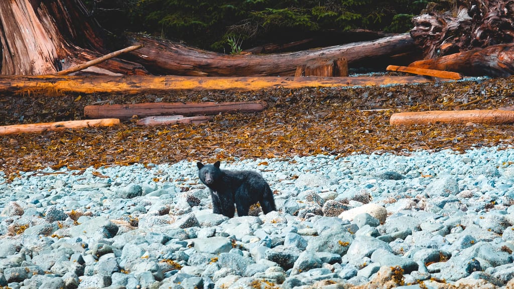 Schwarzbär im Orca Camp
