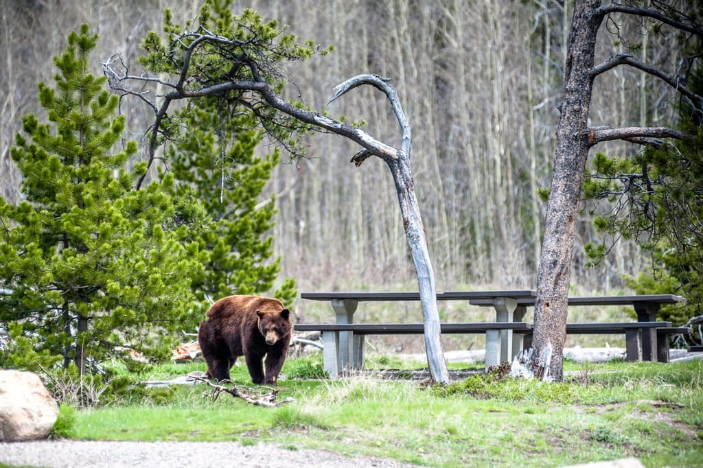Bär in den kanadischen Rocky Mountains