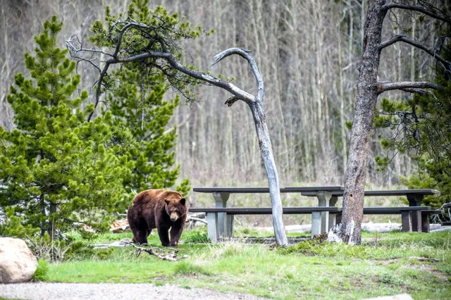 Bär in den kanadischen Rocky Mountains