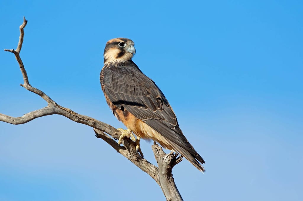 Lannerfalke sitzt auf trockenem Ast vor klarem blauem Himmel, Seitenansicht.