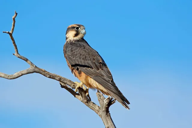 Lannerfalke sitzt auf trockenem Ast vor klarem blauem Himmel, Seitenansicht.