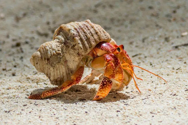Pazifische Einsiedlerkrebse auf sandigem Untergrund, Nahaufnahme bei hellem Tageslicht.