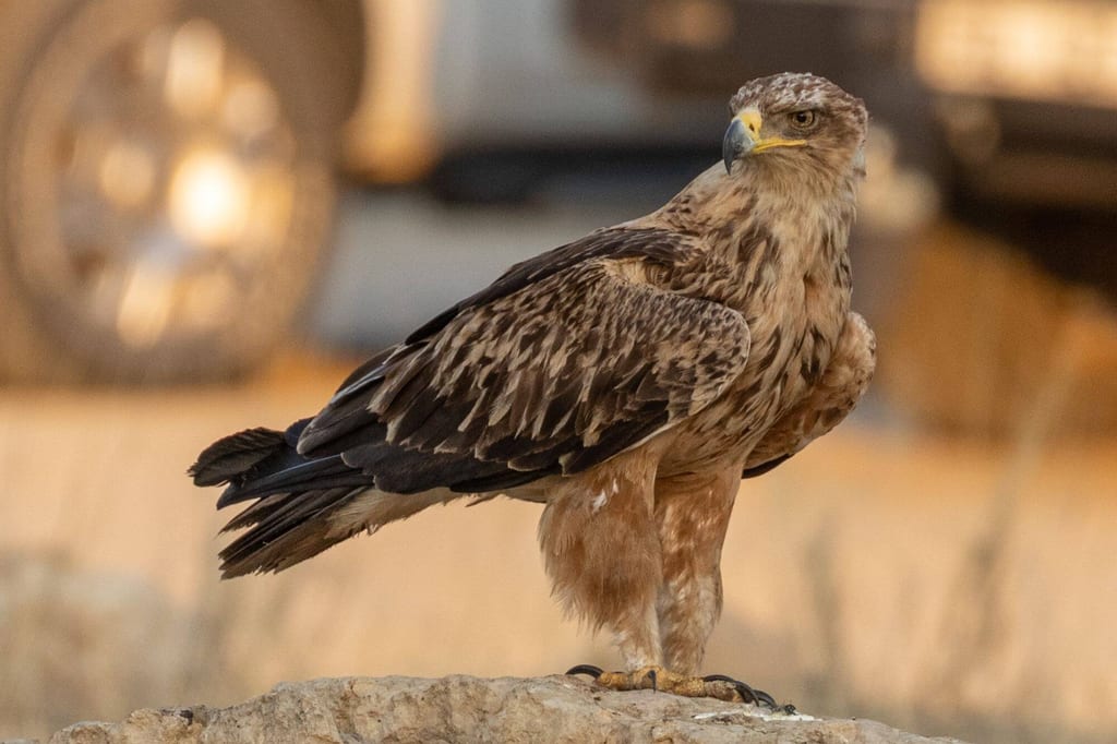 Savannenadler auf einem Felsen im warmen Abendlicht, Seitenansicht auf Augenhöhe.