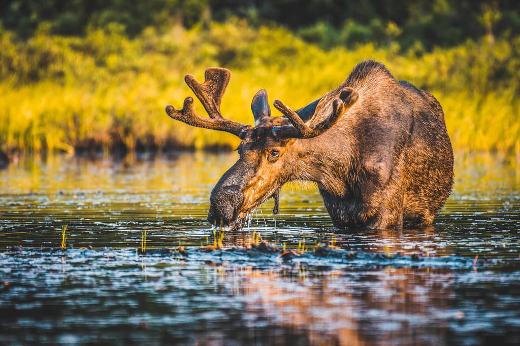 Elch in einem See