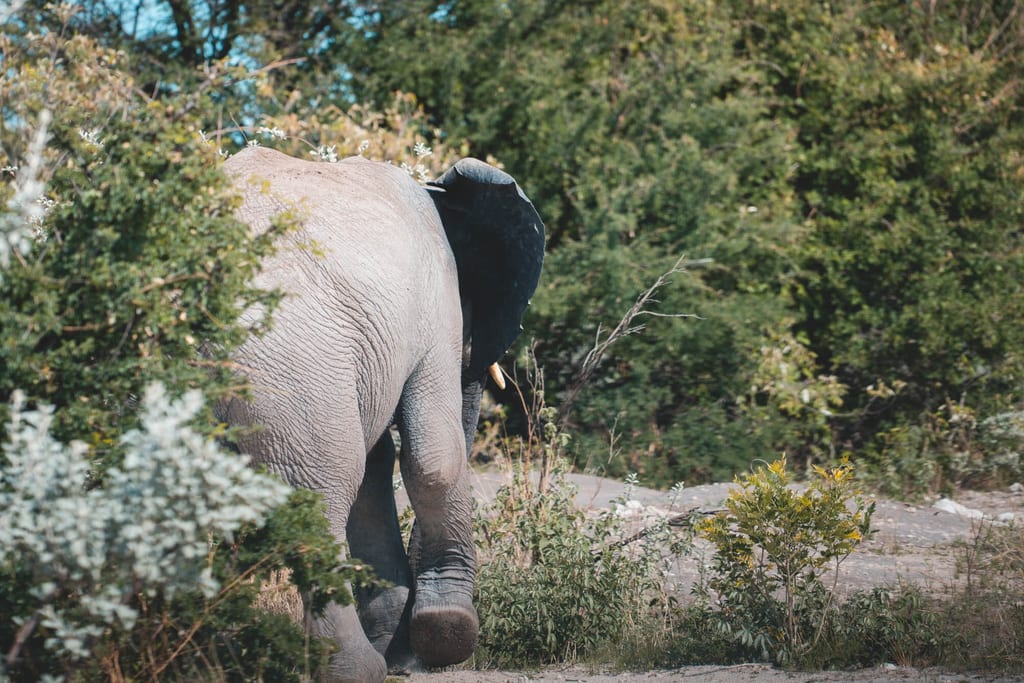Elefant kommt aus dem Gebüsch