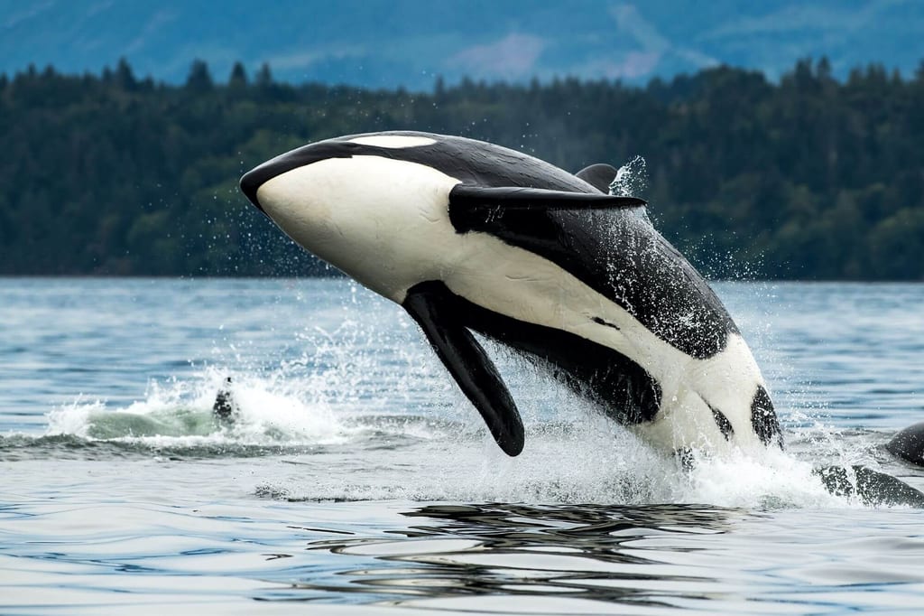Vancouver Island Sehenswürdigkeiten