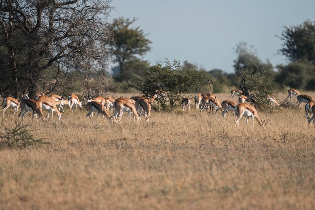 Herde von Antilopen grast in offener Savannenlandschaft mit Büschen und Bäumen im Hintergrund.