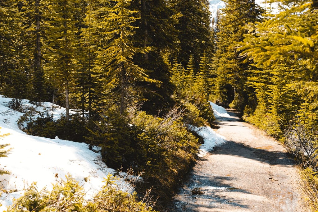 Schnee auf dem Weg zum Peyto Lake