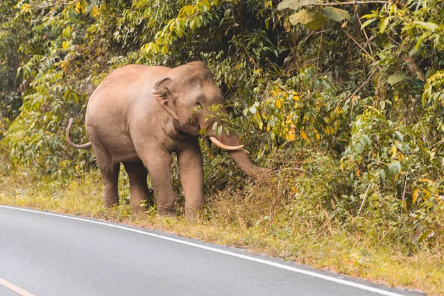 Elefant in Thailand am Straßenrand