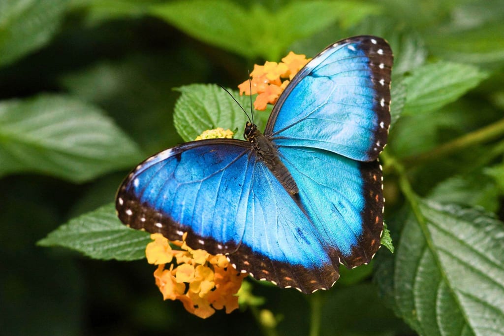 Nahaufnahme eines blauen Schmetterlings auf einer orangegelben Blüte, grüne Blätter im Hintergrund.
