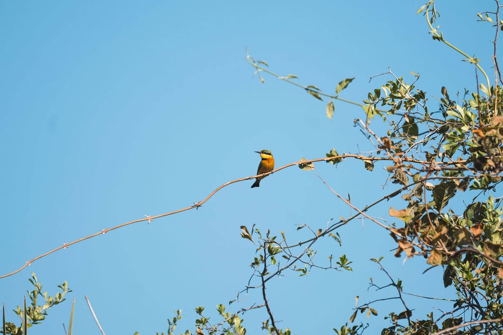 Kleiner Vogel auf einer dünnen Ranke vor klarem blauem Himmel