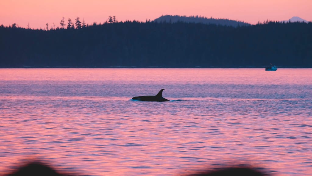 Orca während eines Sonnenuntergangs