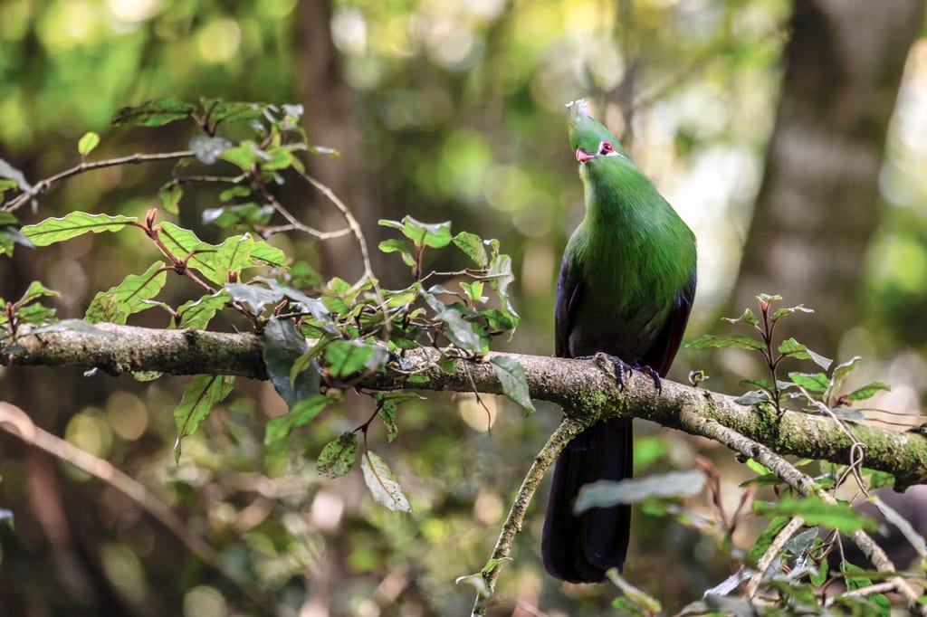 Ein grüner Vogel sitzt auf einem moosigen Ast im grünen Wald und neigt den Kopf.