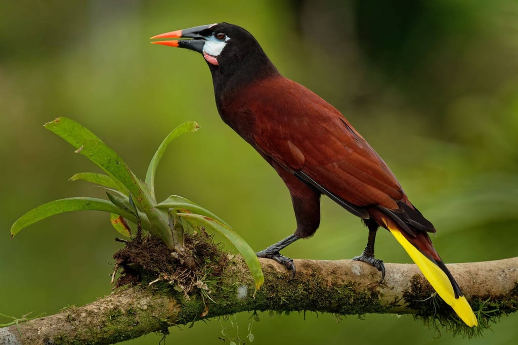 Montezumastirnvogel sitzt seitlich auf moosigem Ast neben einer Bromelie, Nahaufnahme bei Tageslicht.