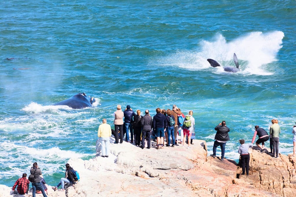 Touristen beobachten mehrere Wale nahe der felsigen Küste bei Hermanus, Südafrika