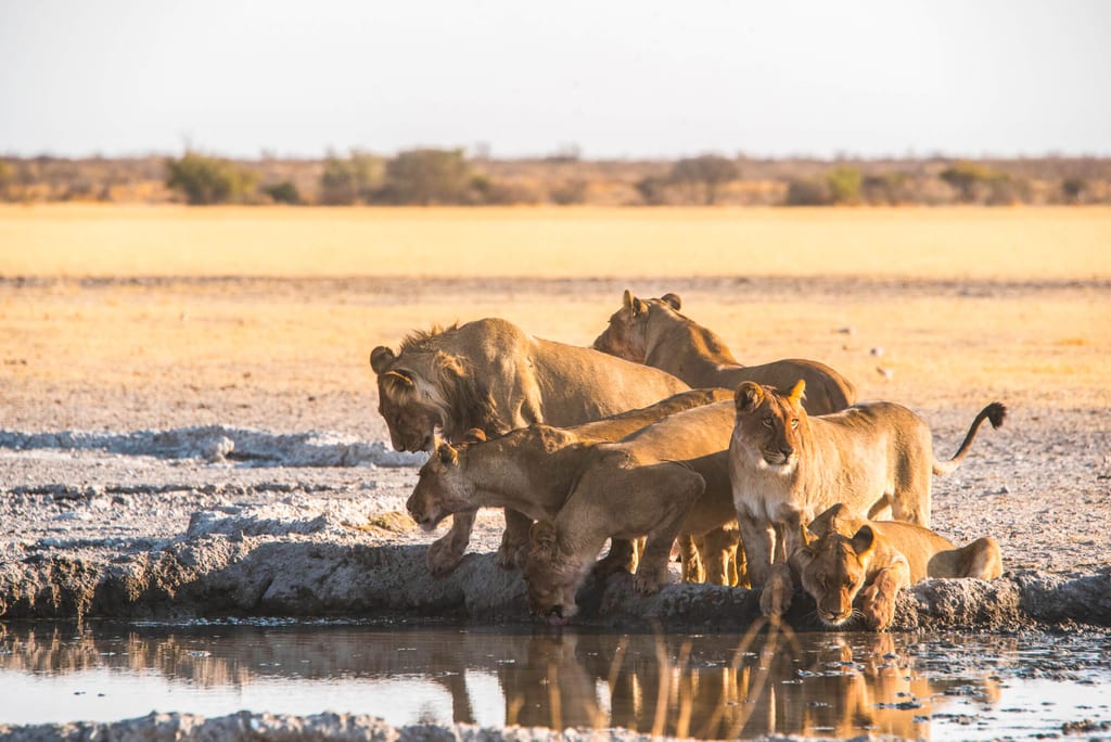 Gruppe großer Raubkatzen trinkt an einem Wasserloch in der trockenen Savanne bei warmem Abendlicht.