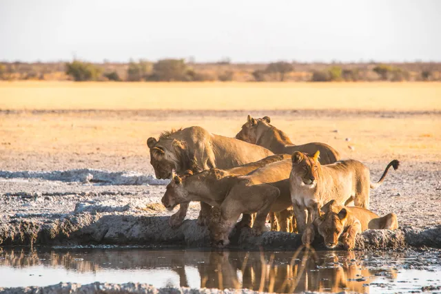 Gruppe großer Raubkatzen trinkt an einem Wasserloch in der trockenen Savanne bei warmem Abendlicht.