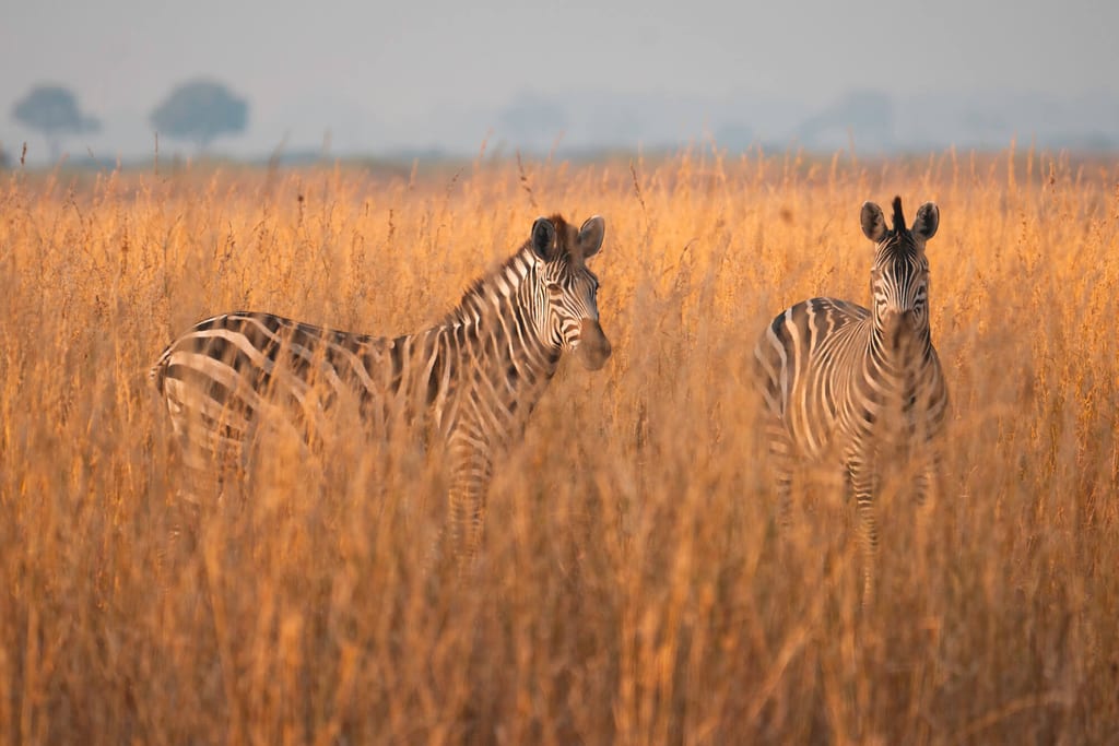 Zwei gestreifte pferdeähnliche Tiere stehen im hohen goldenen Gras einer offenen Steppe.