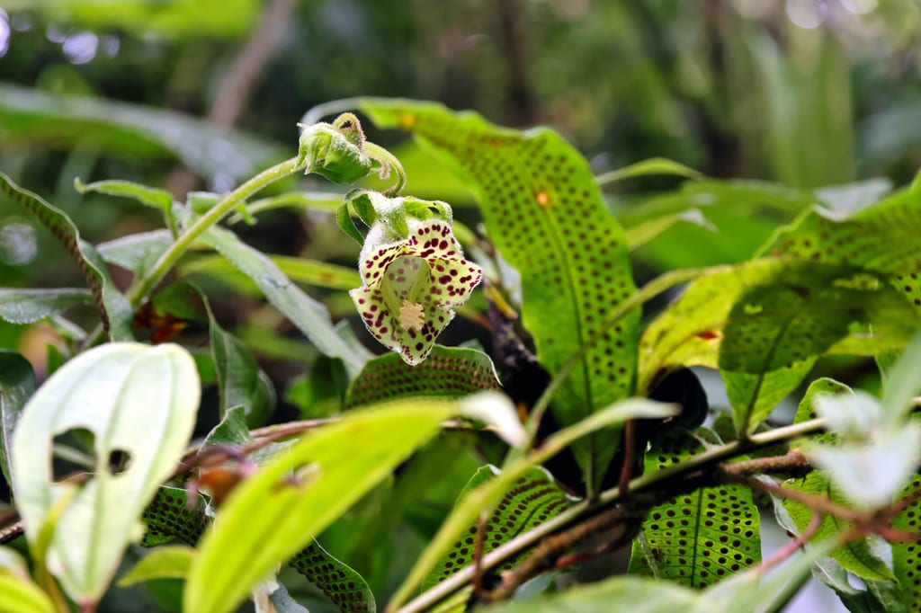 Nahaufnahme einer hängenden, weiß-grünen Blüte mit dunklen Punkten zwischen grünen Blättern.