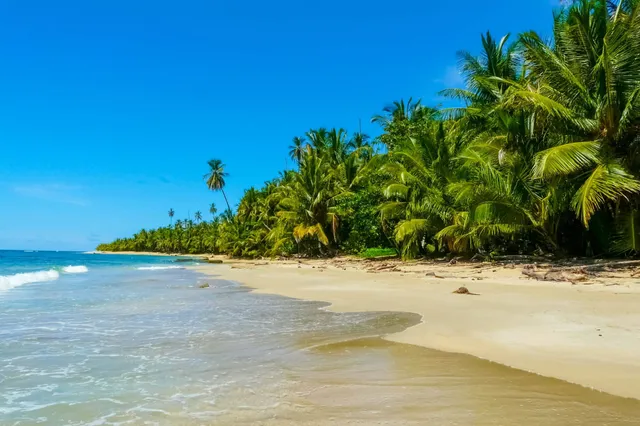 Tropischer Sandstrand mit Palmenwald, ruhiges Meer und blauer Himmel bei Sonnenschein.