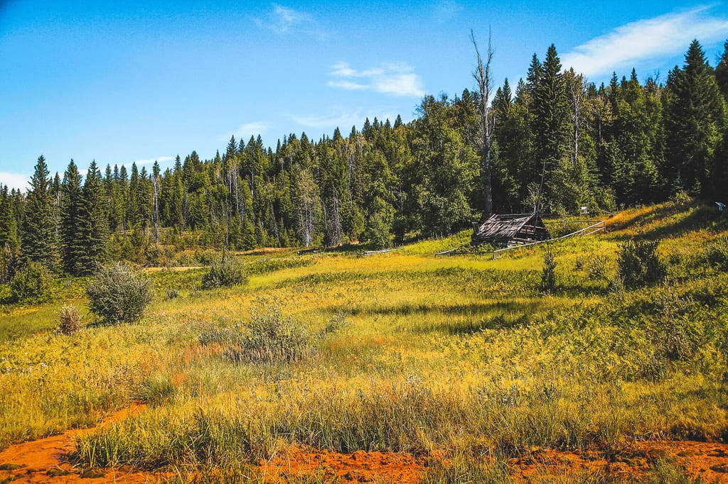 Gelb-grüne Wiese vor dichtem Wald mit verfallener Holzhütte unter blauem Himmel.