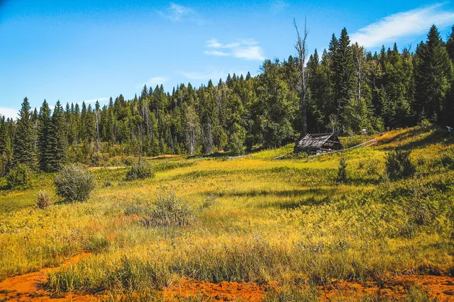 Gelb-grüne Wiese vor dichtem Wald mit verfallener Holzhütte unter blauem Himmel.