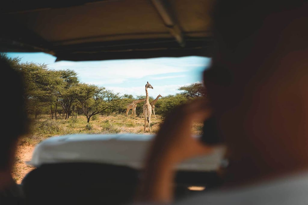 Blick aus Safari-Fahrzeug auf zwei langhalsige Tiere in der Savanne, Passagiere im Vordergrund.
