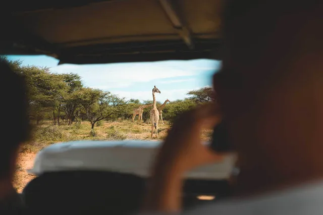 Blick aus Safari-Fahrzeug auf zwei langhalsige Tiere in der Savanne, Passagiere im Vordergrund.