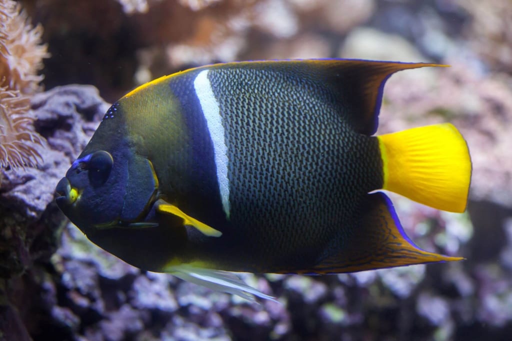 Seitenansicht eines farbigen Kaiserfischs über Korallen im ruhigen Unterwasserlicht.
