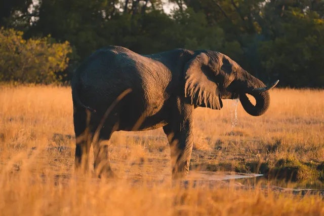 Moremi Game Reserve