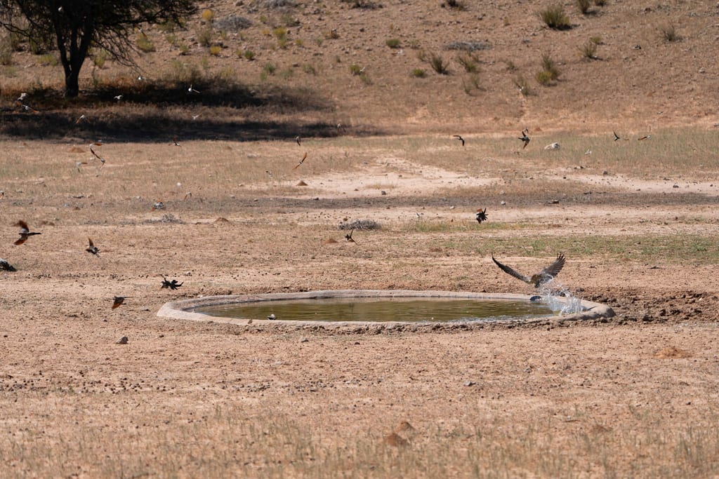 Mehrere Vögel an einer flachen Wasserstelle in trockener Graslandschaft, ein Vogel schlägt aus dem Wasser.