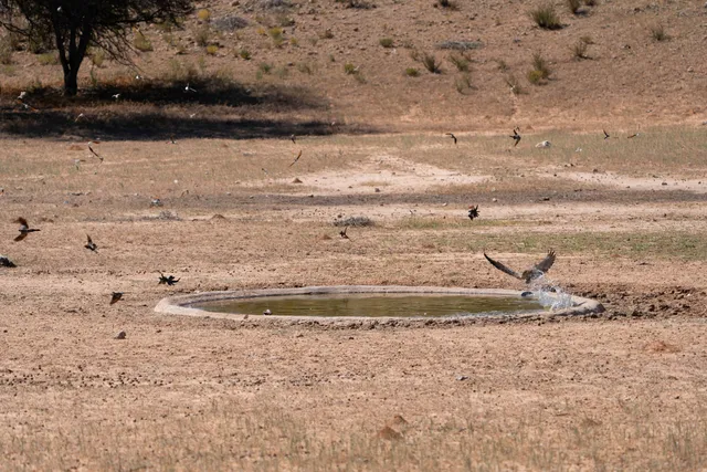 Mehrere Vögel an einer flachen Wasserstelle in trockener Graslandschaft, ein Vogel schlägt aus dem Wasser.