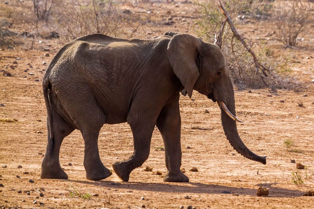 Ein Elefant geht im Trockenland in Seitenansicht bei warmem Tageslicht