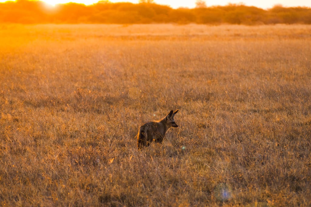 Ein einzelner Fuchs steht im goldenen Abendlicht einer weiten Grassteppe.