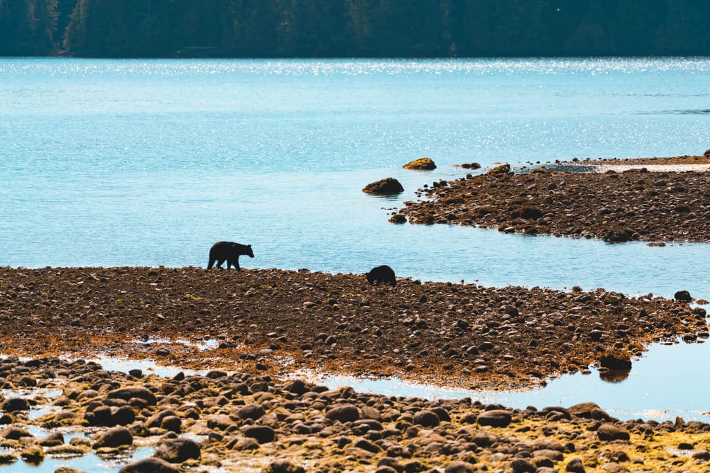 Bären beobachten an einer Flussmündung auf Vancouver Island